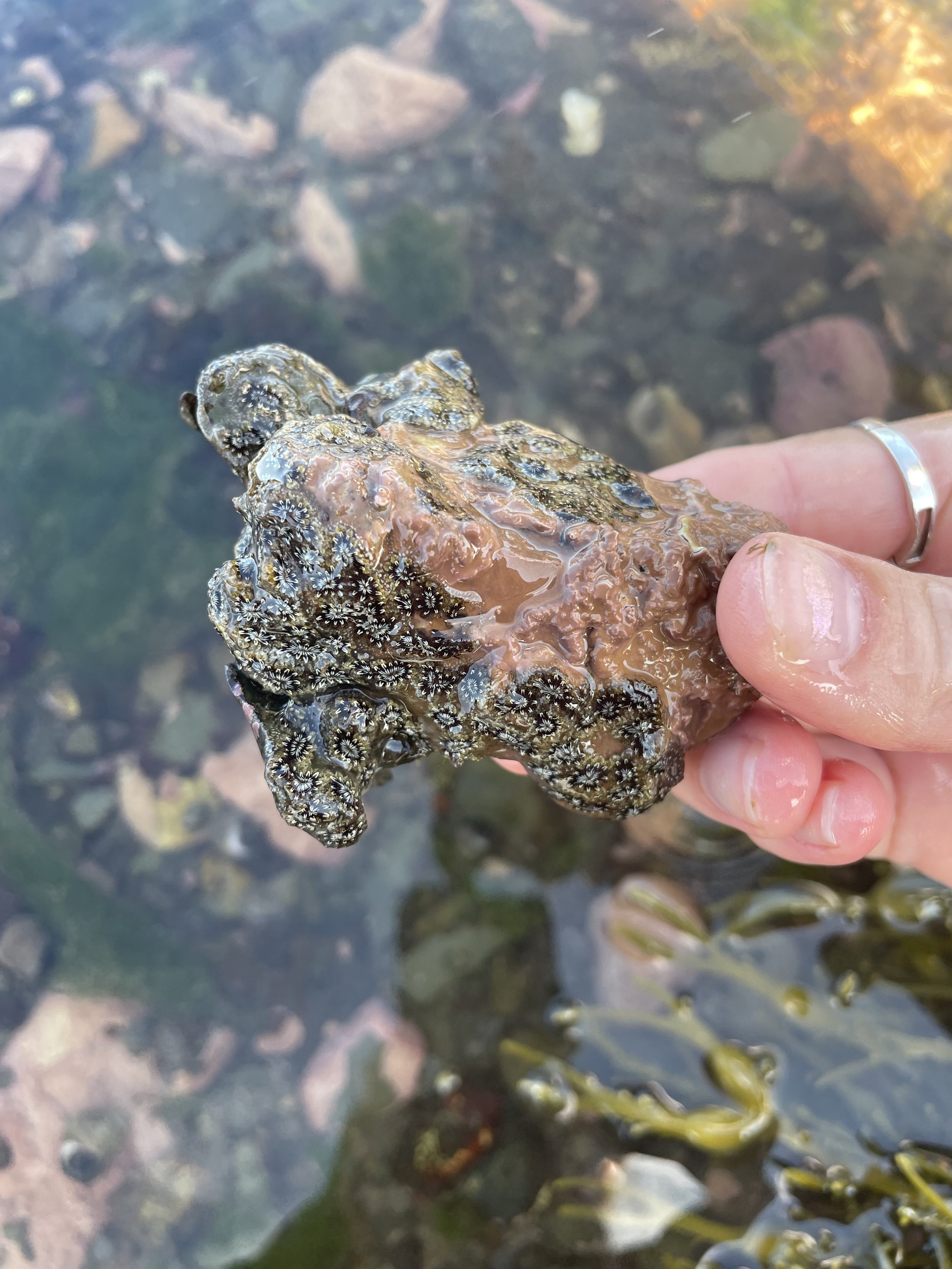 Tunicates — Gulf Of Maine, Inc. | Marine Life Specimens